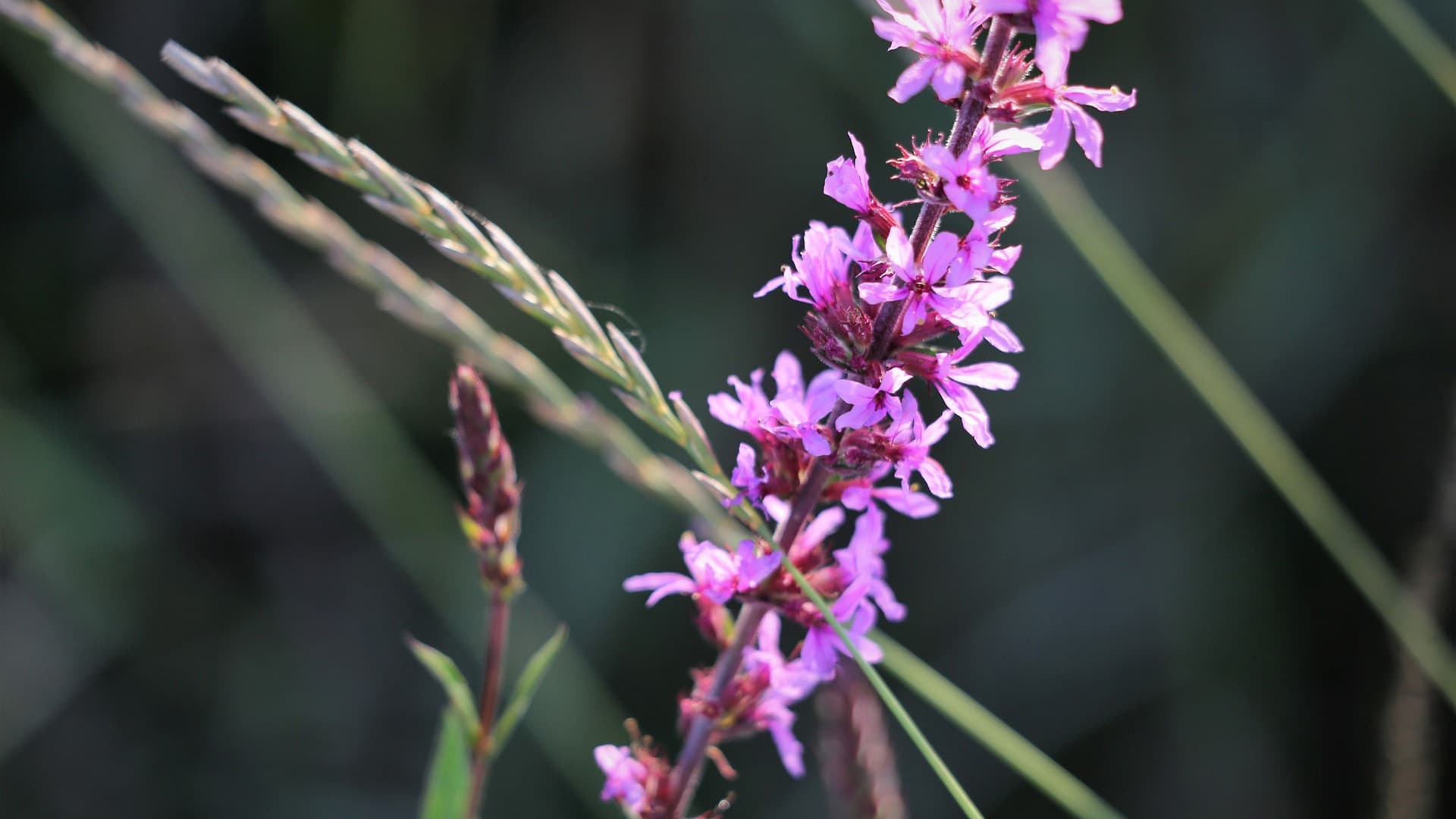 <p data-block-key="fd3ih">Tähkätädyke (kuva: Pixabay)</p>