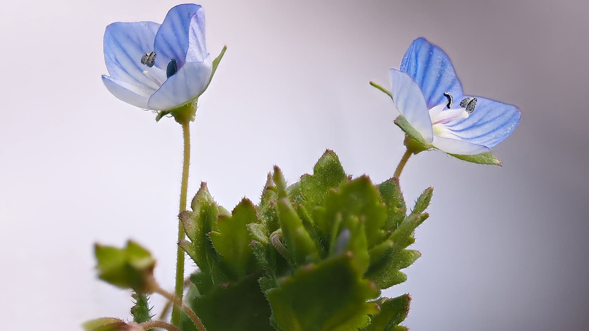 <p data-block-key="2zprr">Rohtotädyke (Kuva: Pixabay)</p>