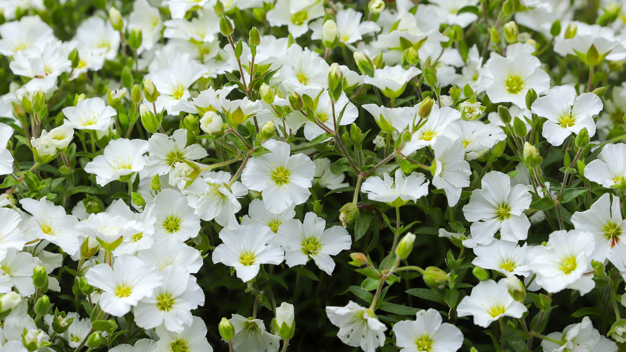 Vuoriarho sekä siperianunikko siemenestä? Asiantuntija vastaa