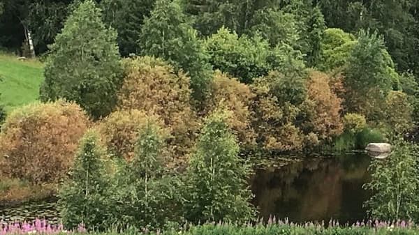 Pajuruoste? Asiantuntija vastaa