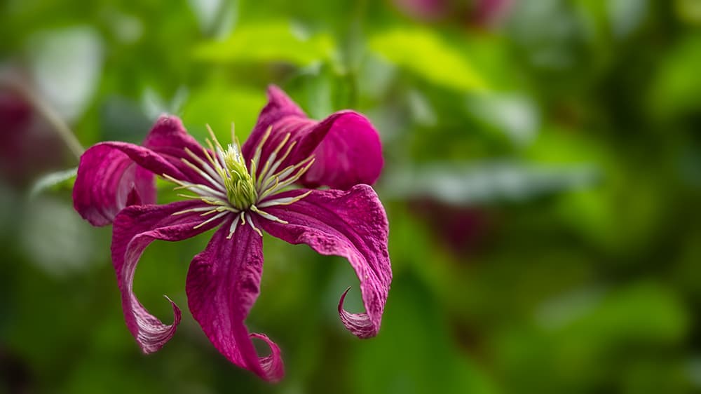 Mikä tuhoaa kärhön kukat? Asiantuntija vastaa