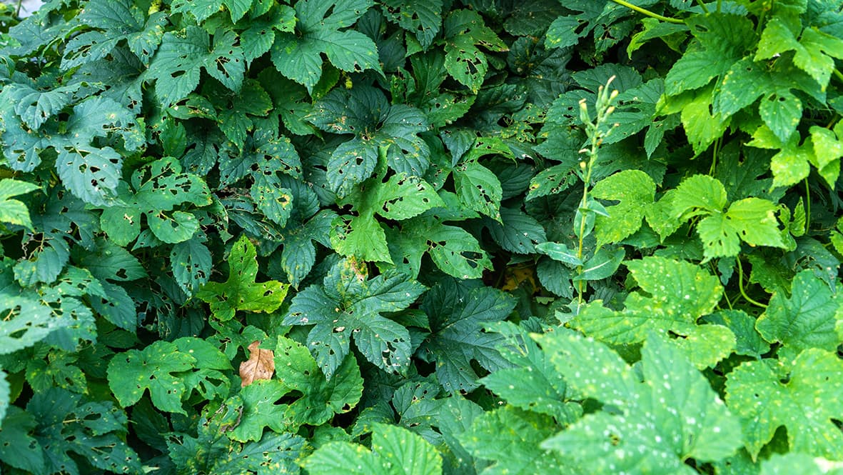 Pensaiden lehtien halkeamat? Asiantuntija vastaa