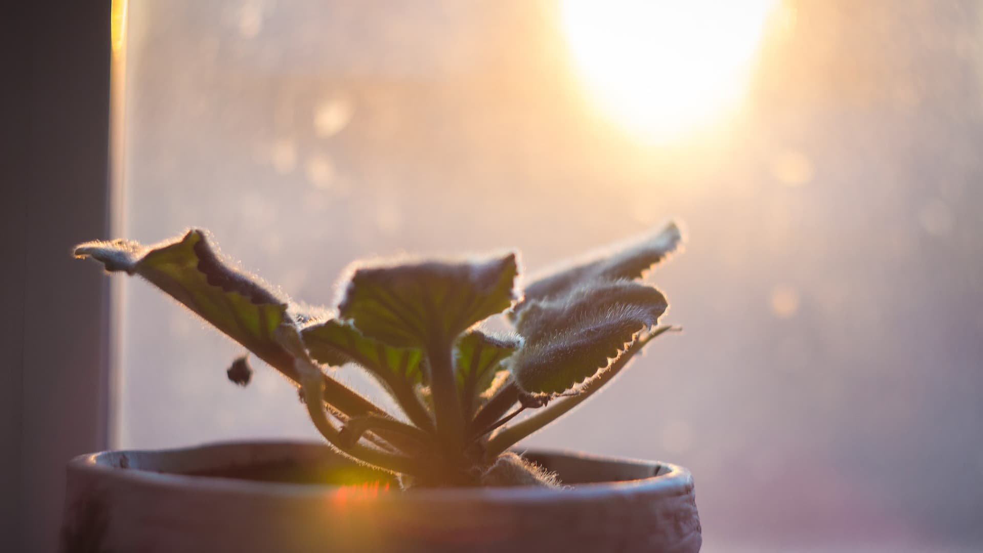 Kaamosaika kukkaruukussa