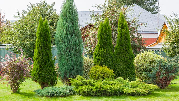Ikivihreät kasvit tuovat vihreyttä vuoden ympäri