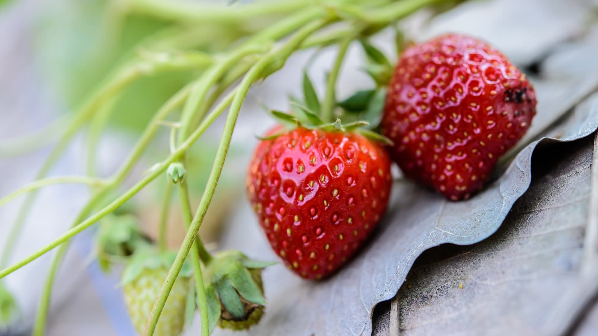 Mansikan taudit ja tuholaiset