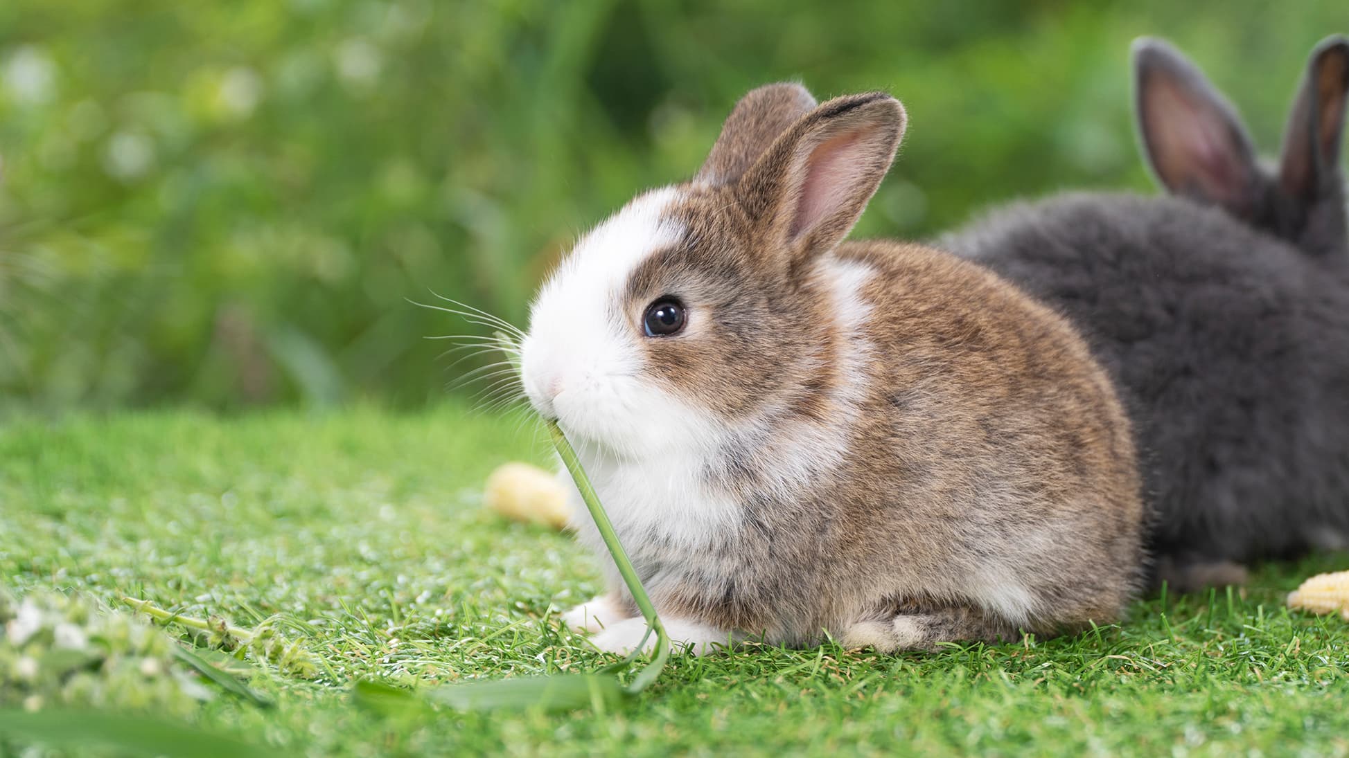 Pääsiäinen lähestyy, joko rairuoho on kylvetty?