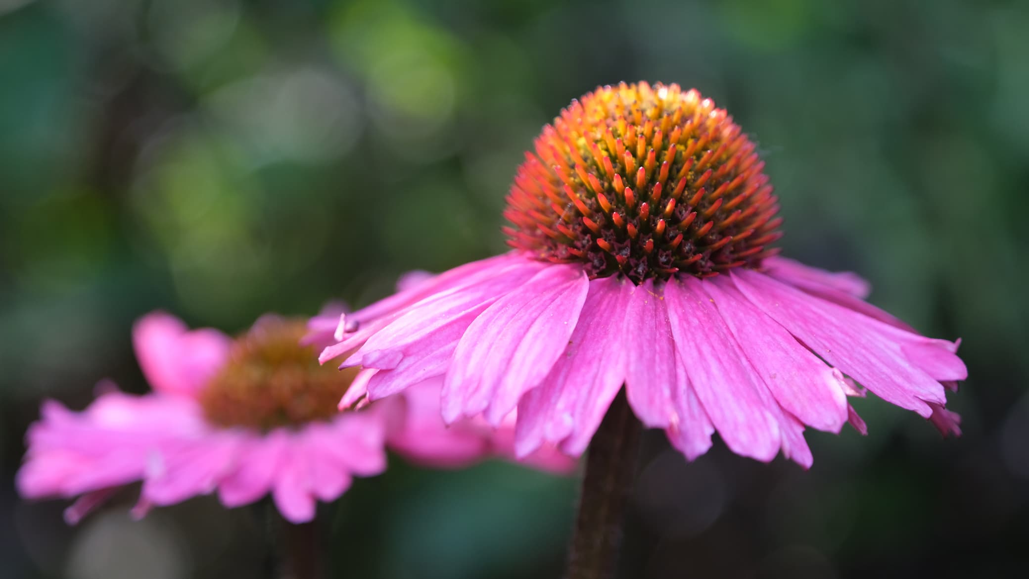 Perinnekasvi: Punahattu