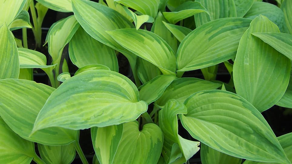 Varjoisan paikan perennasuosikki – tutustu kuunliljoihin