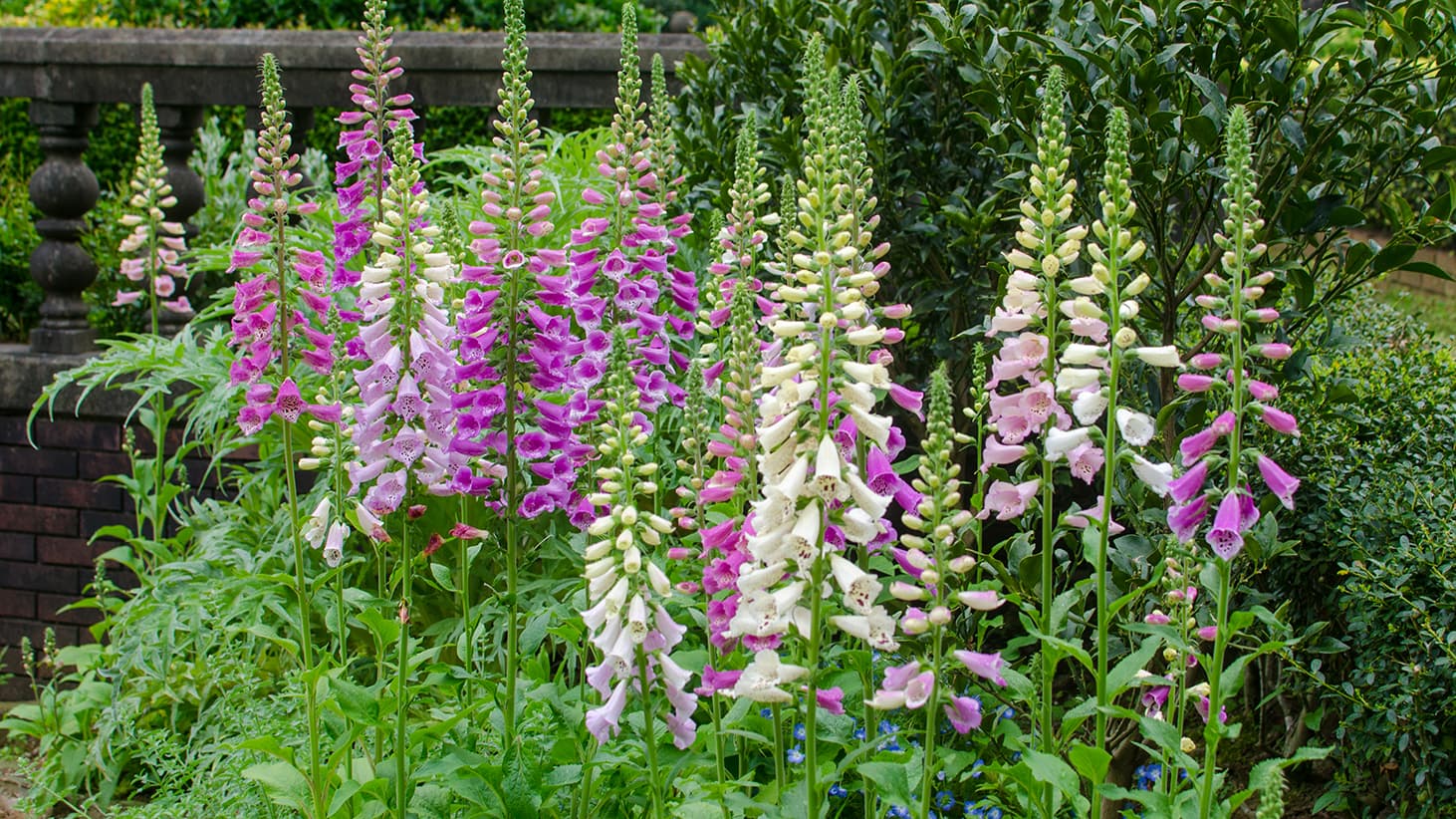 Perinnekasvi: Sormustinkukka