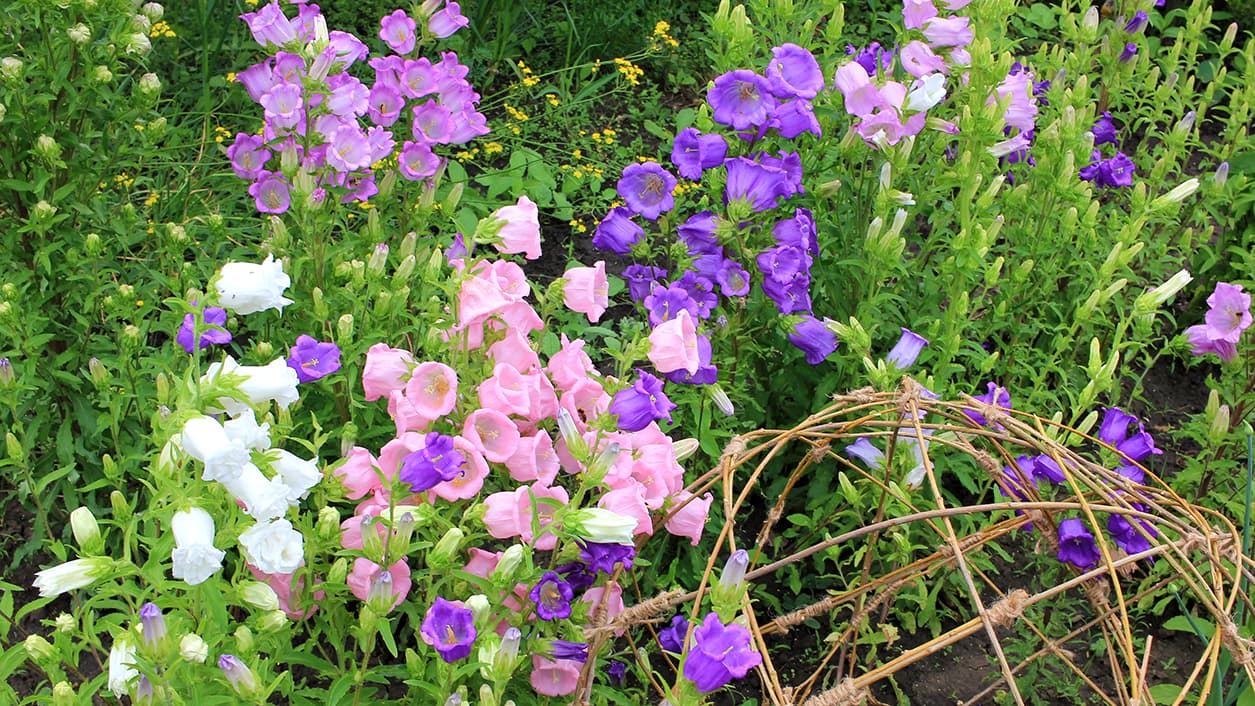 Perinnekasvi: Maariankello