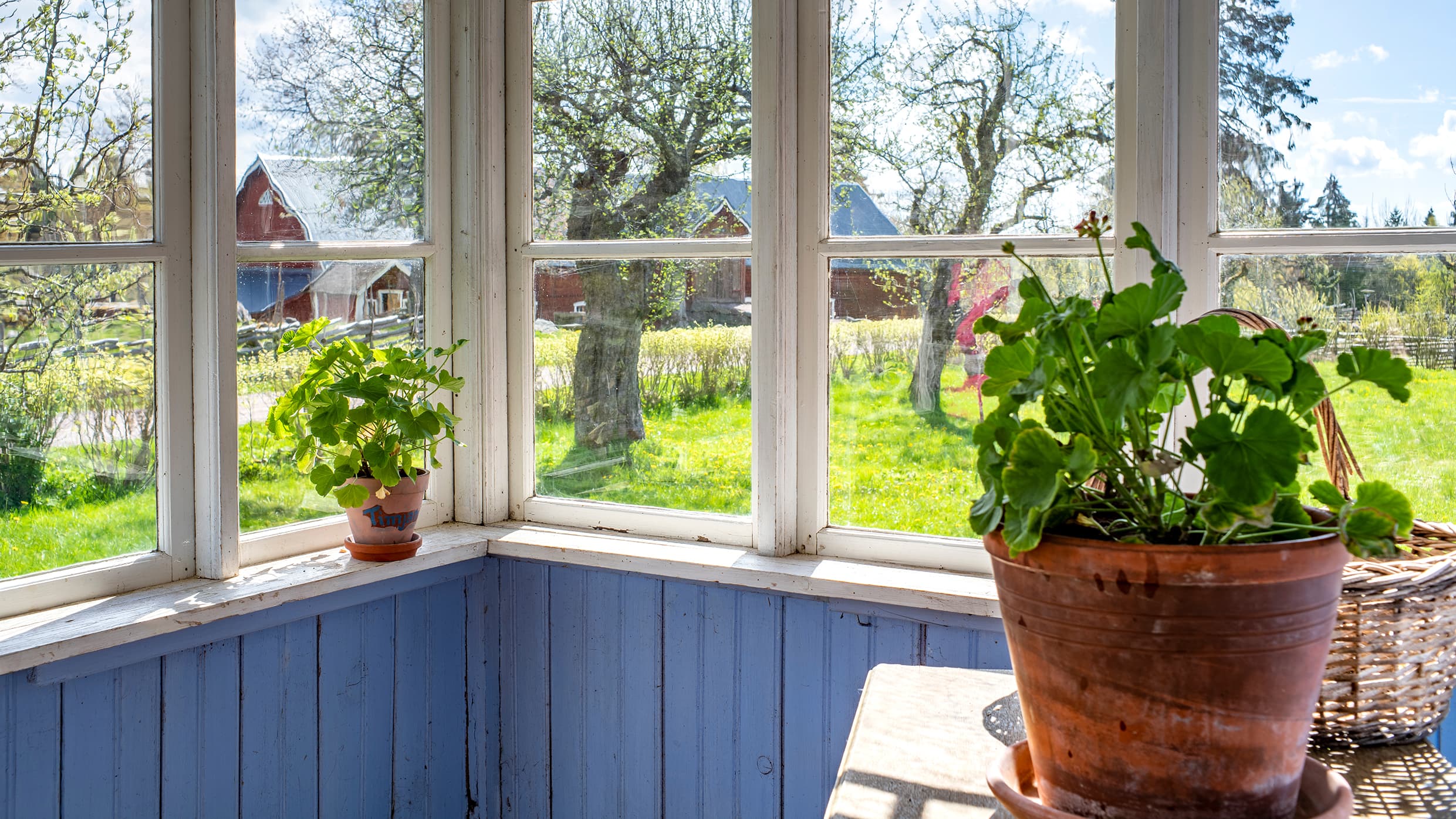 Pidä kesäkukat hengissä talven yli – näin onnistut!