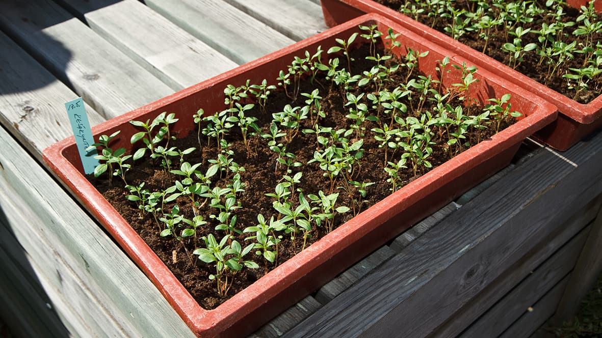 Taimien koulinnalla tukevampia taimia