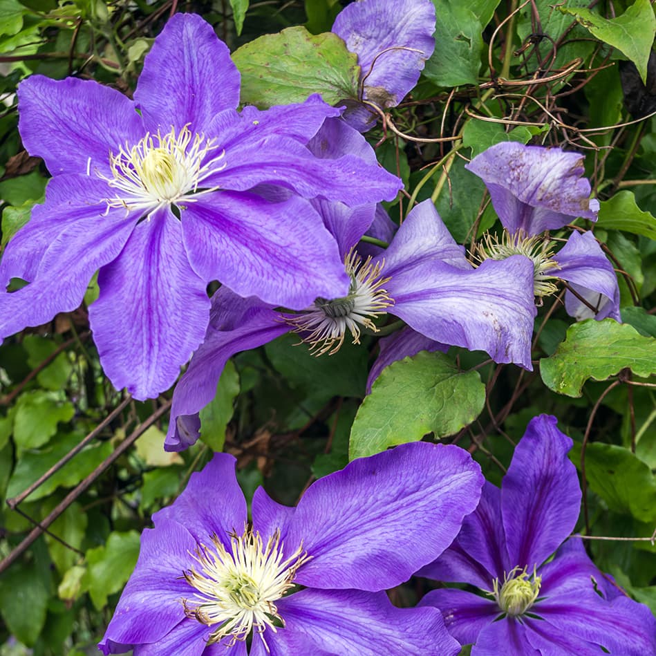 <p data-block-key="d2420">Loistokärhö 'Ristimägi' (Kuva: Shutterstock)</p>
