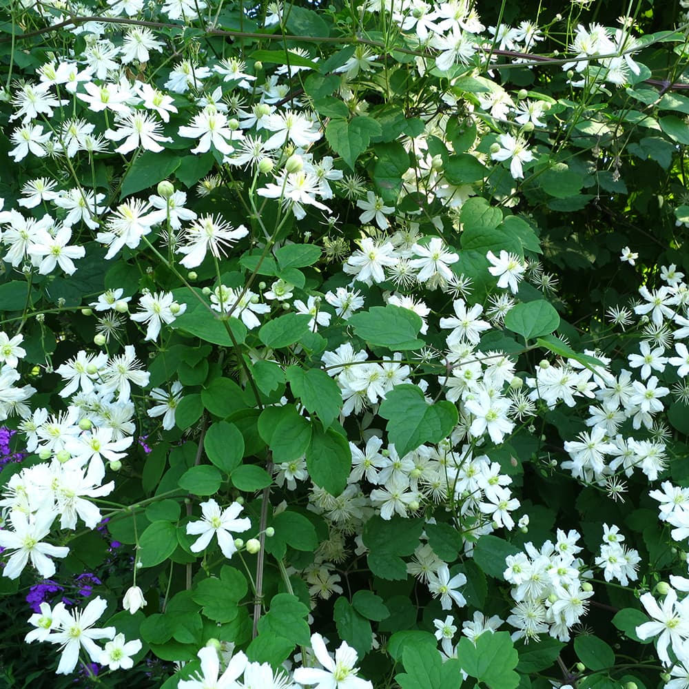 <p data-block-key="nn16e">Clematis 'Paul Farges' (Kuva: Shutterstock)</p>