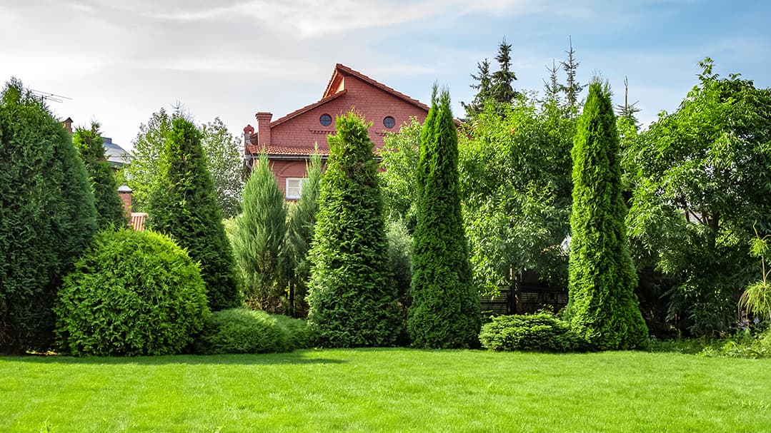 Mitä kasveja rinteeseen tonttien väliin? Asiantuntija vastaa