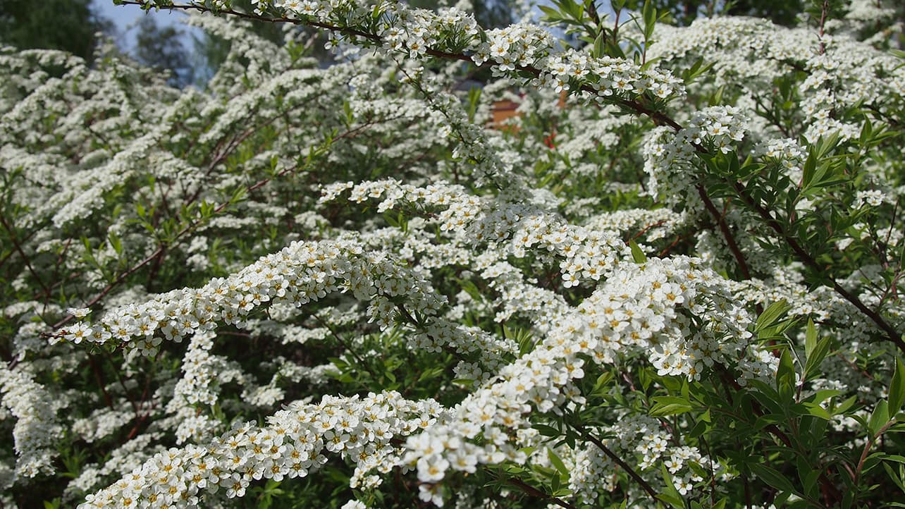 Milloin leikataan norjanangervoa? Asiantuntija vastaa