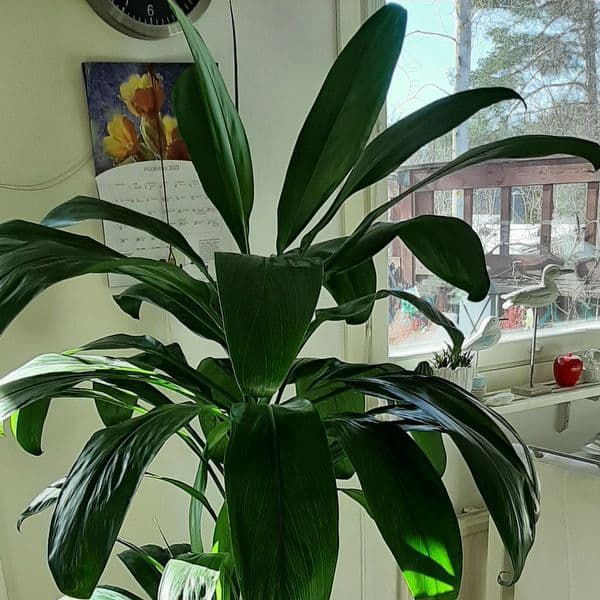 <p data-block-key="eazih">Lukijan kuva kysymykseen.</p>