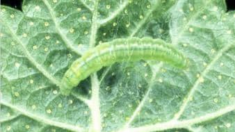 Mikä "viholainen" kiusaa marjapensasta? Asiantuntija vastaa