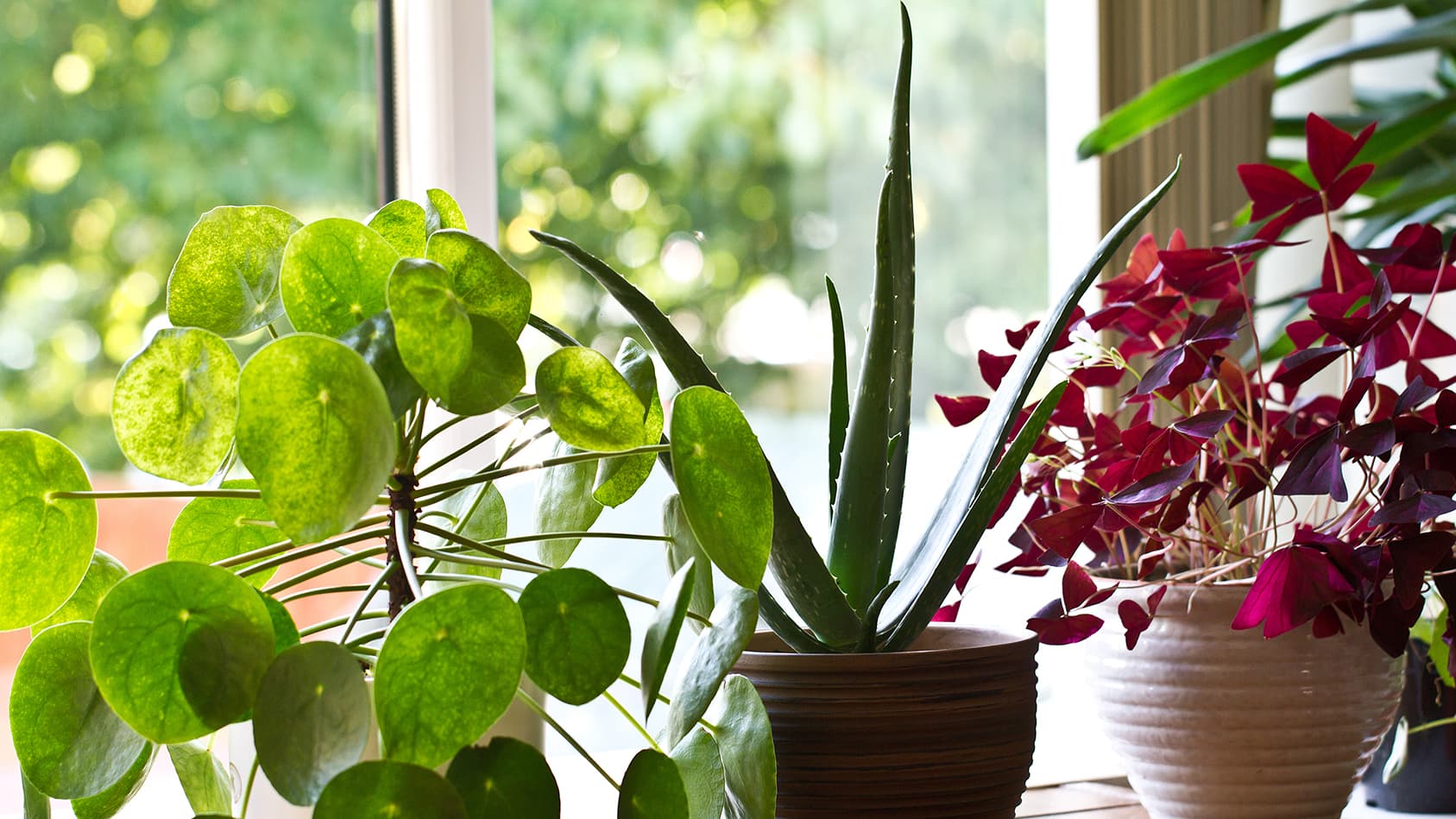 Huonekasvien kevät alkaa helmikuussa!