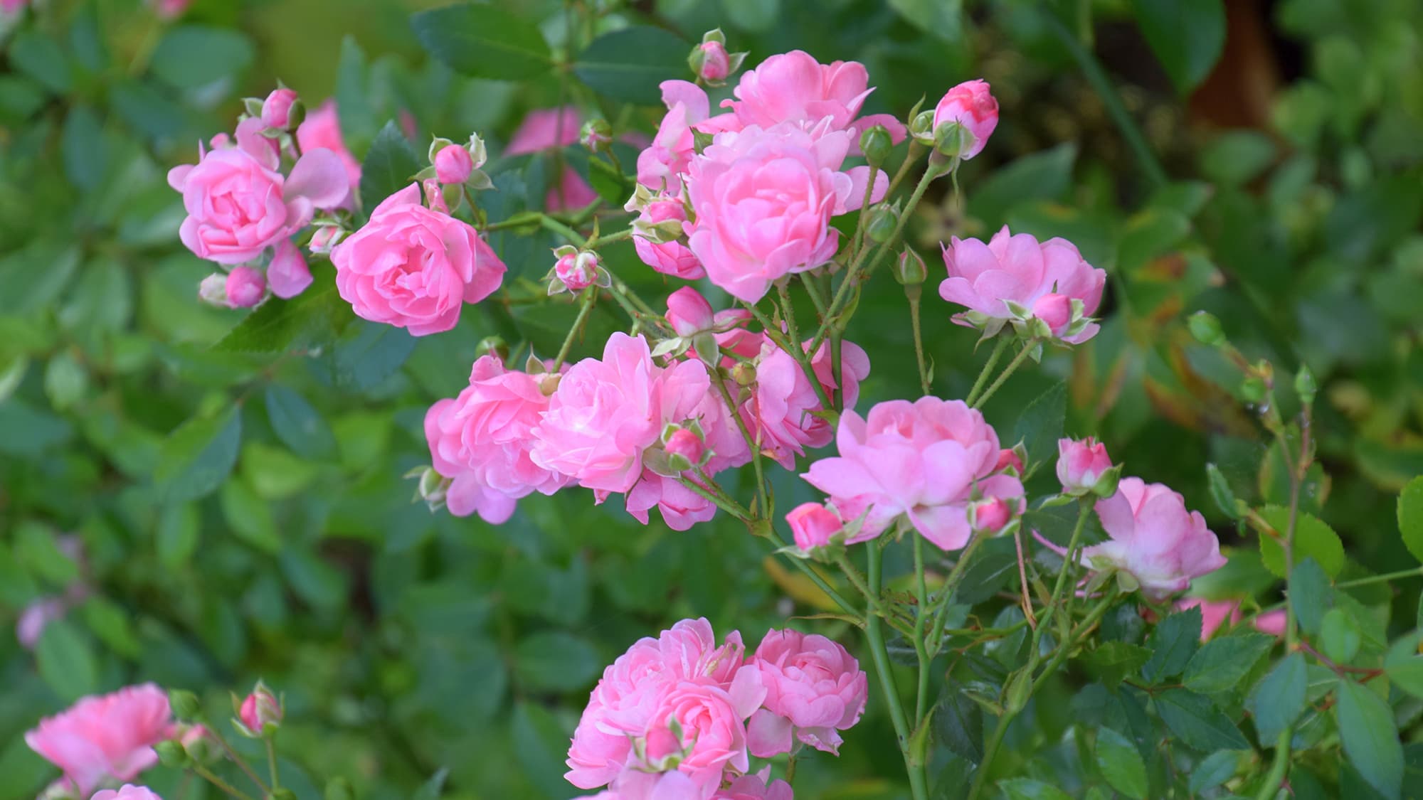 <p data-block-key="l85fn">Ruusut kukoistavat parhaiten aurinkoisella paikalla, ravinteikkaassa ja hyvin vettä läpäisevässä maassa. (Kuva: Adobe Stock)</p>