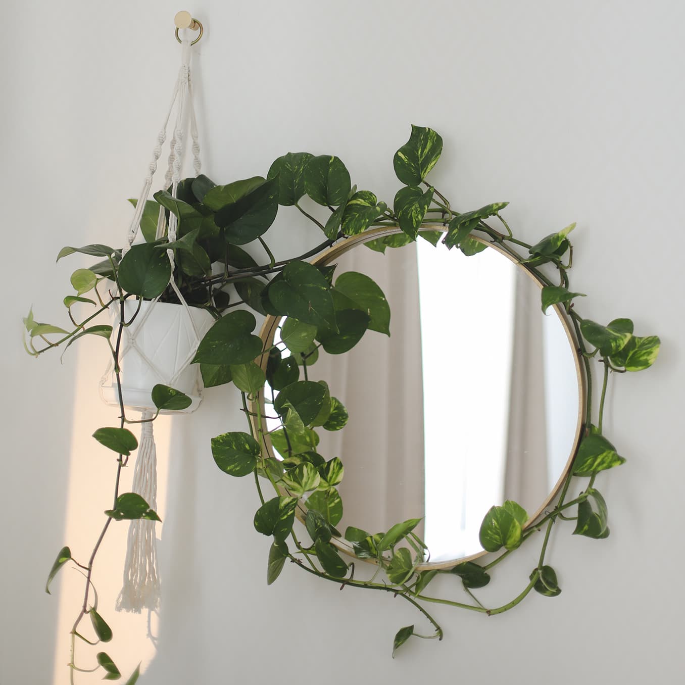 <p data-block-key="sl1h2">Helppohoitoinen kultaköynnös viihtyy puolivarjoisassa paikassa ja tarvitsee säännöllistä kastelua sekä sumuttelua – anna pintamullan kuivahtaa kastelujen välillä. (Kuva: Adobe Stock)</p>