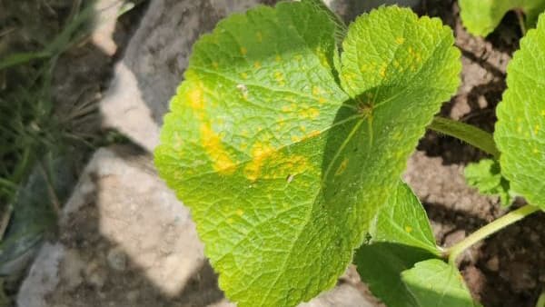 Ruoste tarhasalkoruusussa? Asiantuntija vastaa