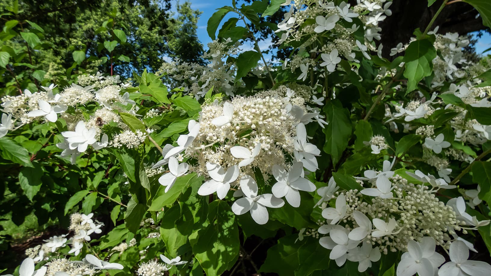 <p data-block-key="dziw1">Kuutamohortensia 'Praecox' (Kuva: Adobe Stock)</p>