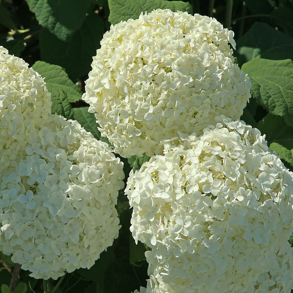 <p data-block-key="pbdda">Pallohortensia 'Annabelle' (Kuva: Adobe Stock)</p>