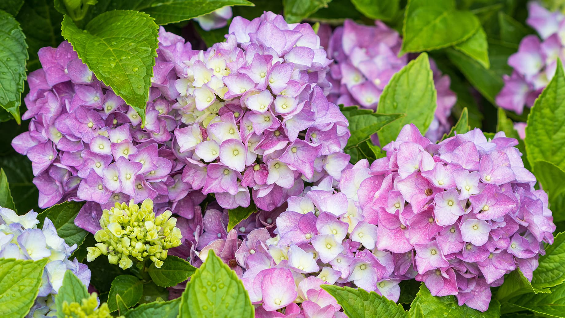<p data-block-key="q5mf1">Jalohortensia 'Endless Summer' (Kuva: Adobe Stock)</p>
