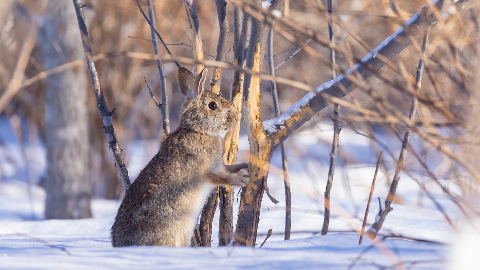 Saako jäniksen syömästä puusta vielä satoa? Asiantuntija vastaa