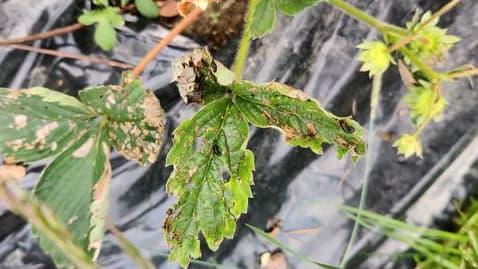 Musta tuholainen mansikan lehdillä? Asiantuntija vastaa