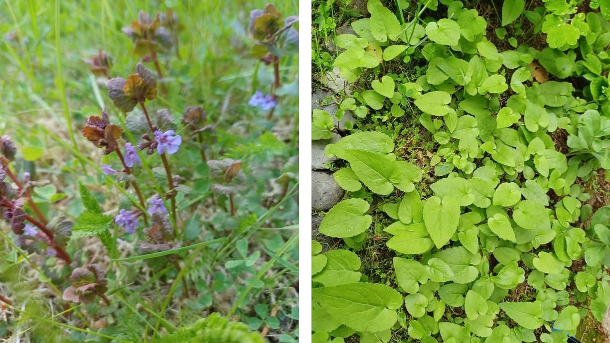 Mitä rikkaruohoja nämä ovat? Asiantuntija vastaa