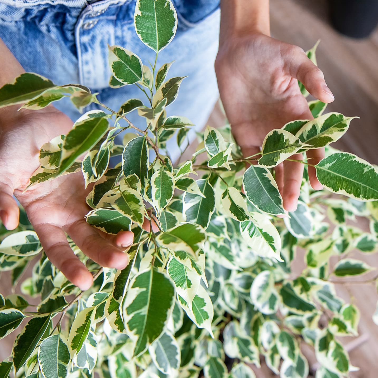 <p data-block-key="xcno0">Limoviikunan kirjavalehtinen muoto (Ficus benjamina variegata) (Kuva: Adobe Stock)</p>