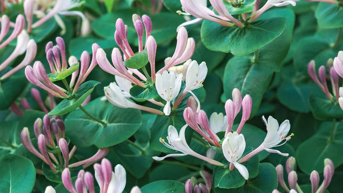 Voiko köynnöskuusama talvehtia ruukussa? Asiantuntija vastaa