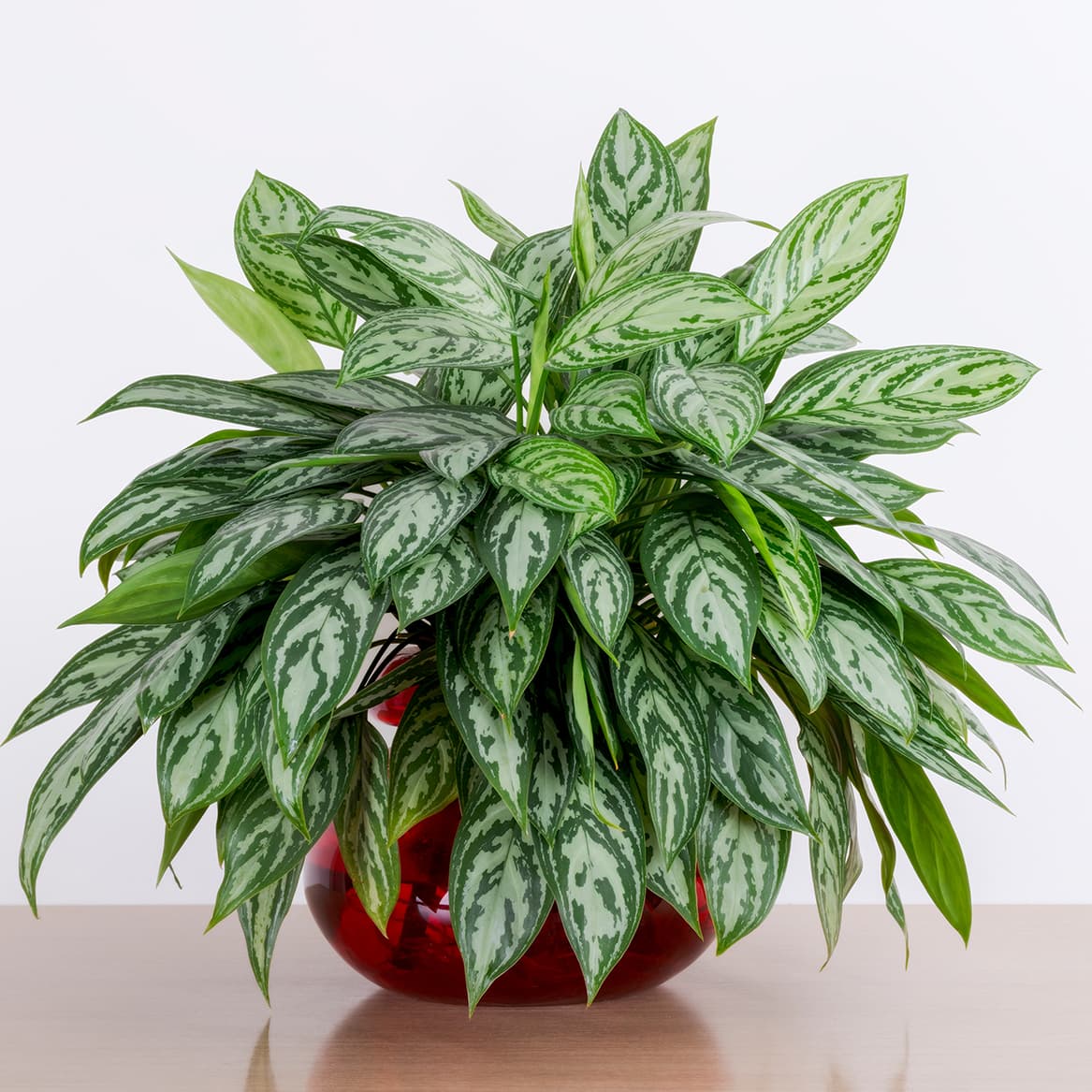 <p data-block-key="03v3m">Aglaonema 'Maria' (Kuva: Adobe Stock)</p>