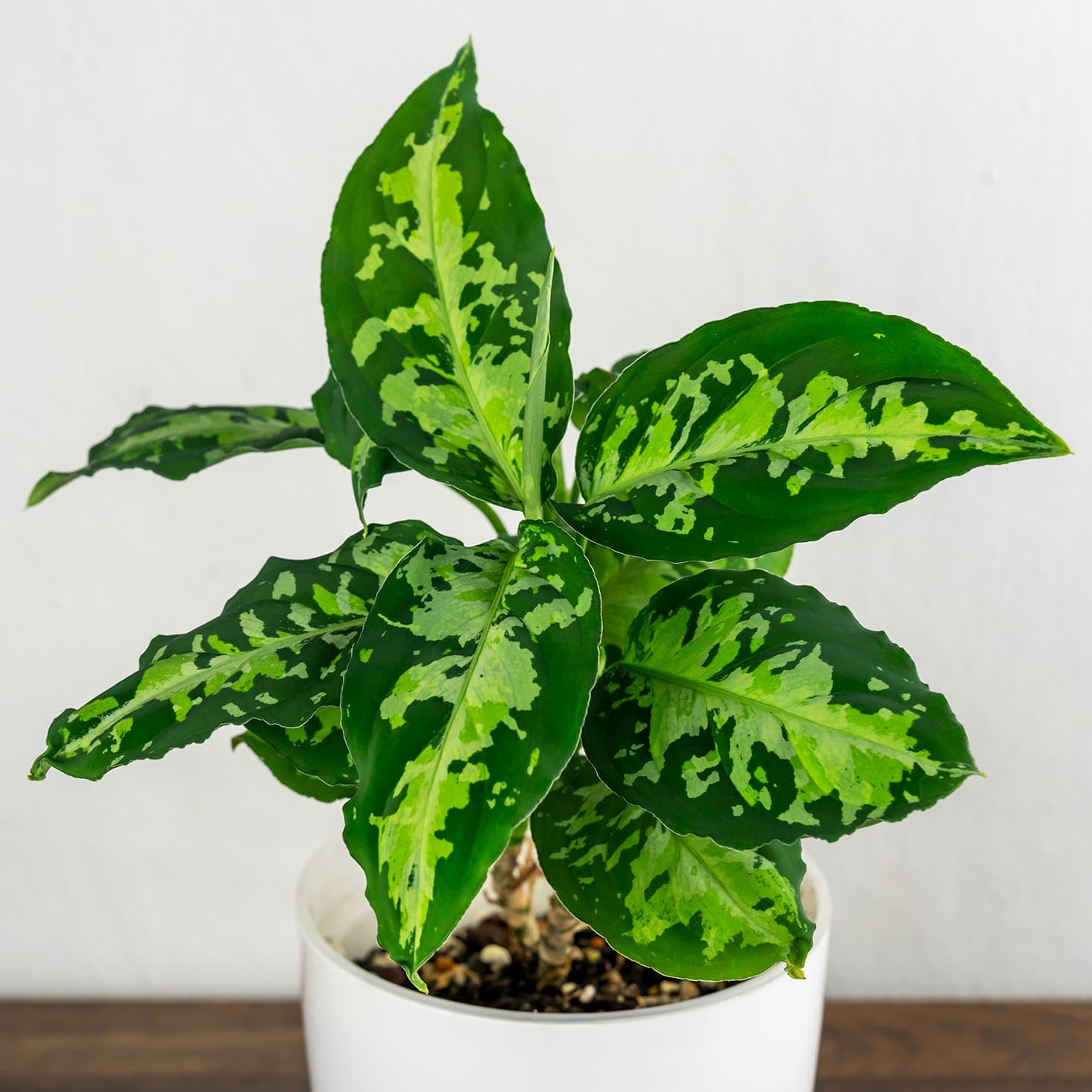 <p data-block-key="vk4lq">Aglaonema pictum 'Tricolor' (Kuva: Adobe Stock)</p>