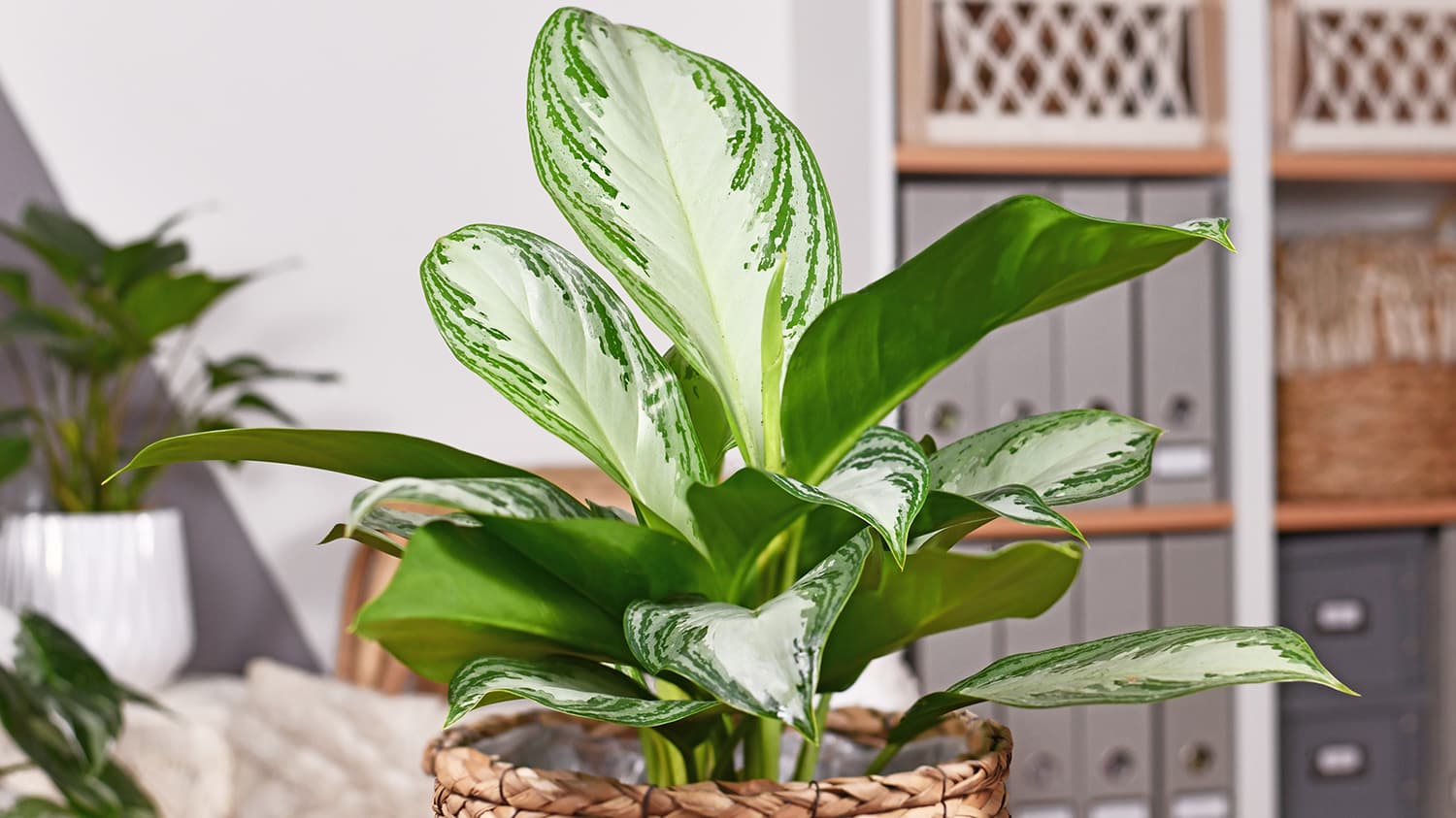 <p data-block-key="6uzte">Aglaonema 'Silver Bay' (Kuva: Adobe Stock)</p>