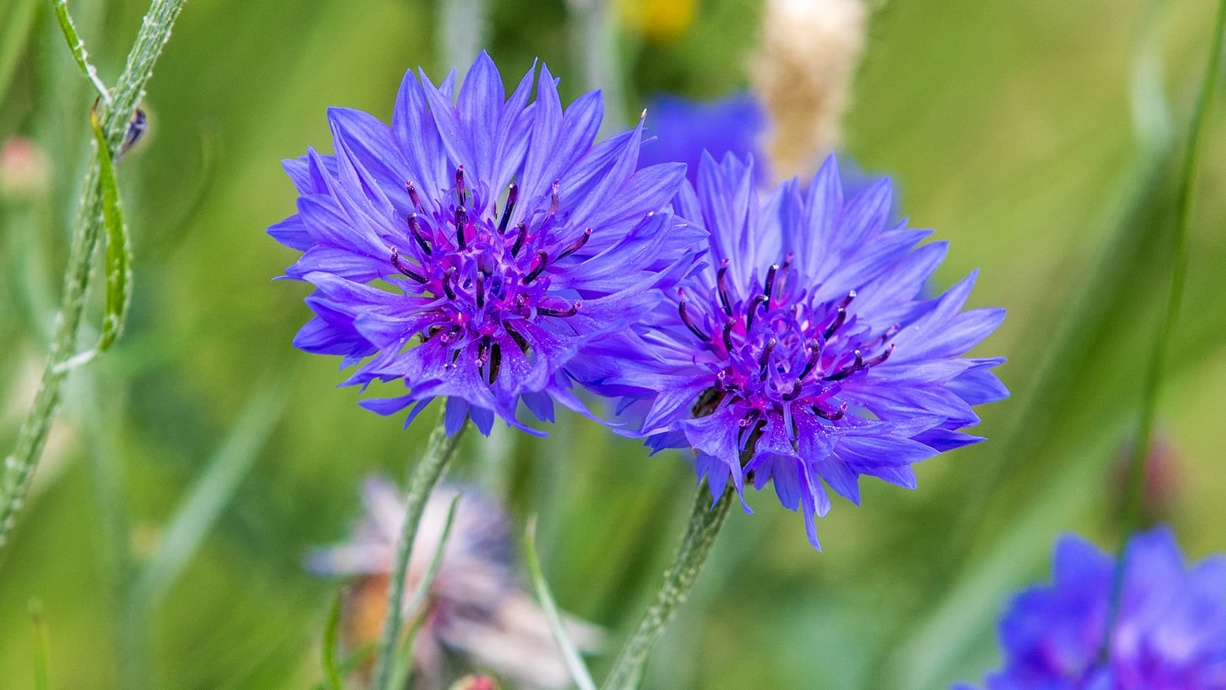 Kylvä kauneutta: ruiskaunokki hurmaa väreillään ja helppoudellaan