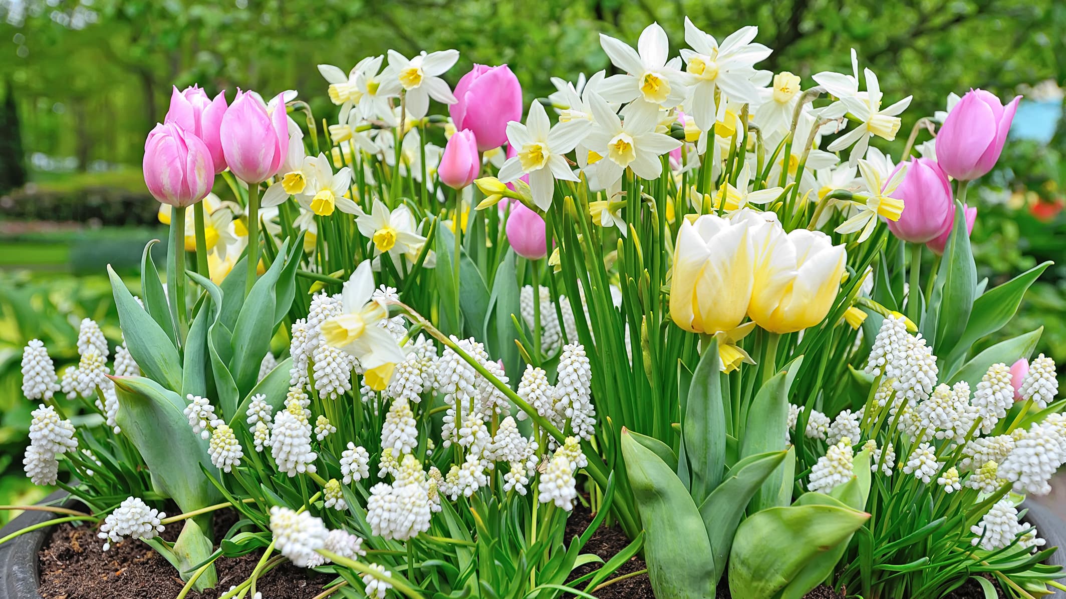 Sipulikukkien istutusaika parhaimmillaan