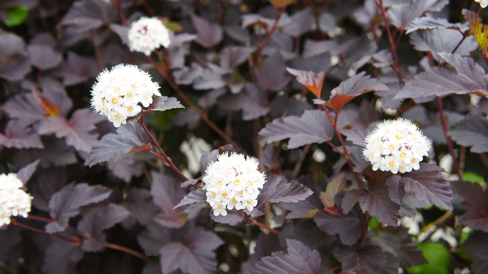 Milloin kannattaa tehdä purppuraheisiangervolle ja pikkujasmikkeelle istutusleikkaus? Asiantuntija vastaa