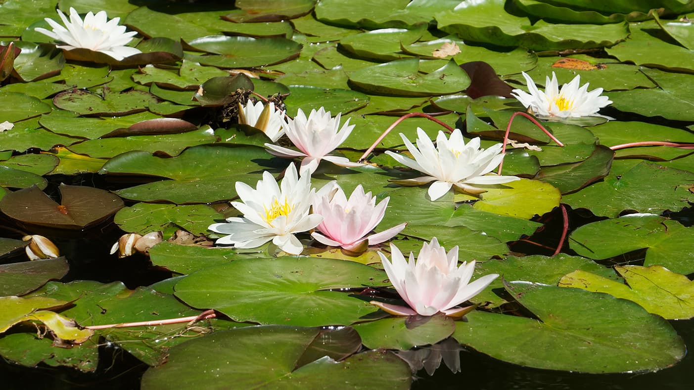 <p data-block-key="xpdip">Lumpeen kukat levittäytyvät upeina veden pinnalle, tuoden vesiaiheeseen väriä ja luonnollista charmia. (Kuva: Adobe Stock)</p>