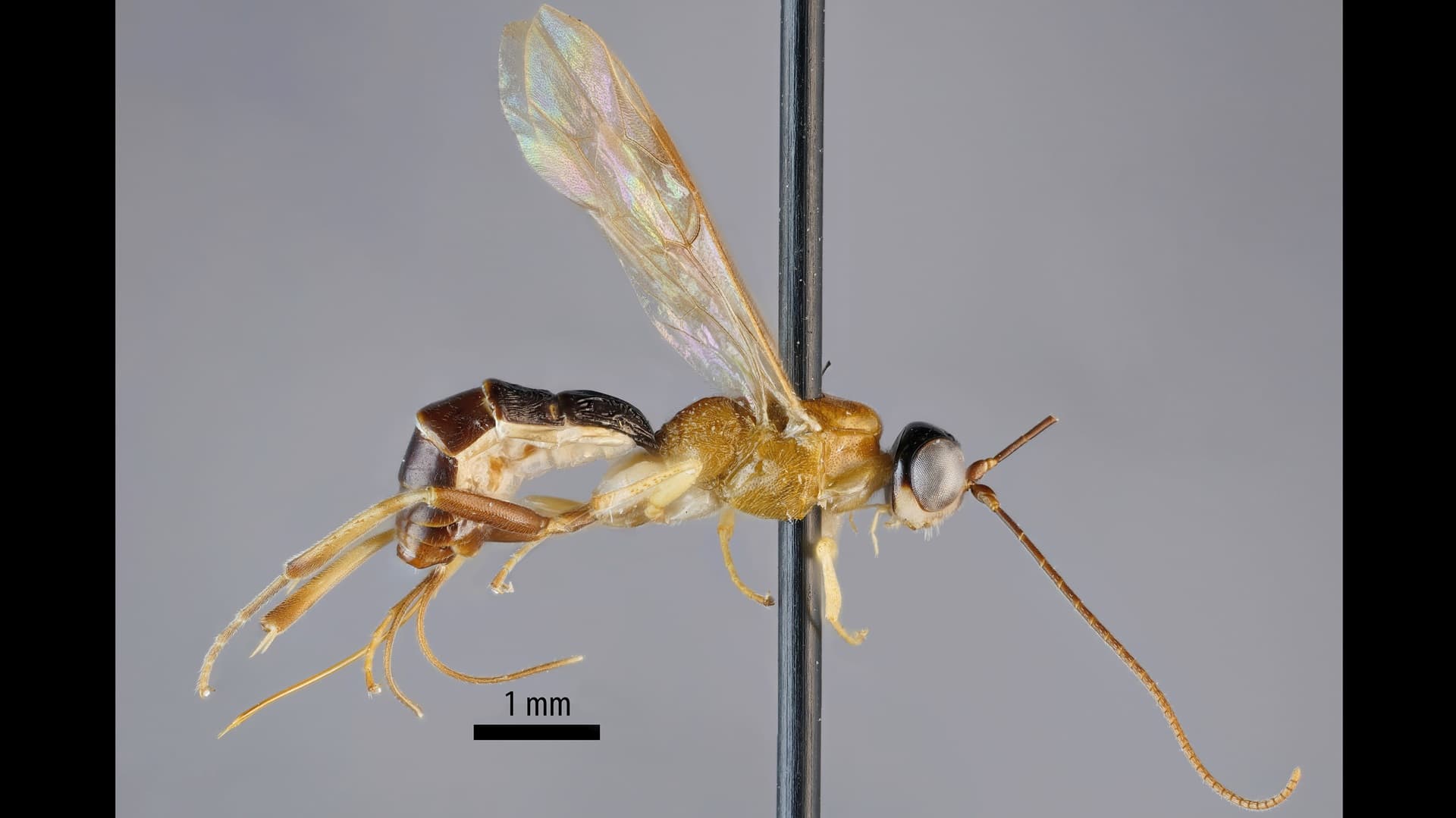 Amazoboea löytyi Ecuadorin Amazonian latvustoista