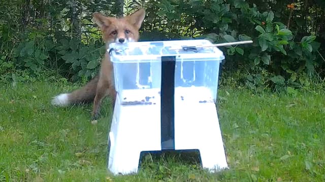 Kettu tutkii rohkeasti ruokasyöttiä tutkimuksessa mukana olleella turkulaisella yksityispihalla. Riistakamerakuva kesän 2025 käyttäytymiskokeista.