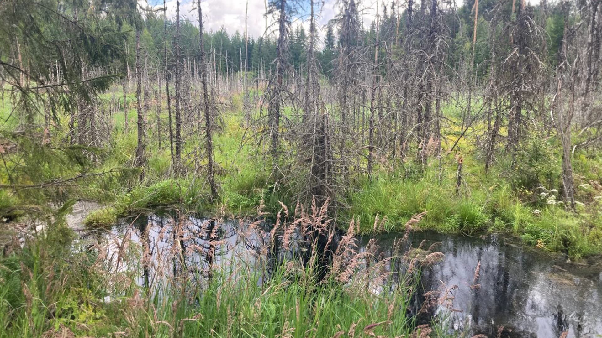 Metsämaisema virkistyy, kun majavat tekevät paluun