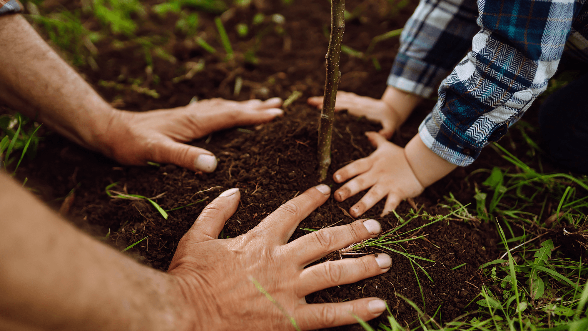 <p data-block-key="zotl8">Syksyllä maaperän lämpö ja kosteus edistää kasvien juurtumista ja kasvuun lähtöä tulevana keväänä. (Kuva: Suomen Puutarhakauppiaat ry)</p>