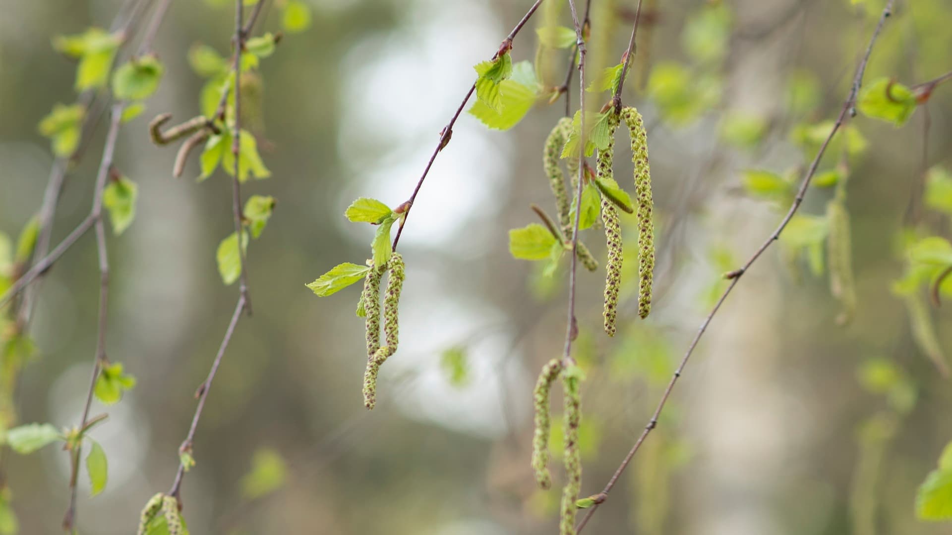 Lapsen siitepölyallergia vaatii huomiota – oikeus hyvään hoitoon kuuluu kaikille