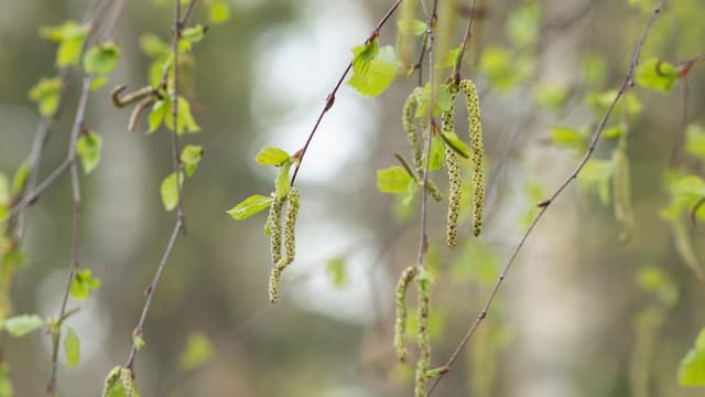 Koivuallergian tablettisiedätyshoitoa nyt myös lapsille