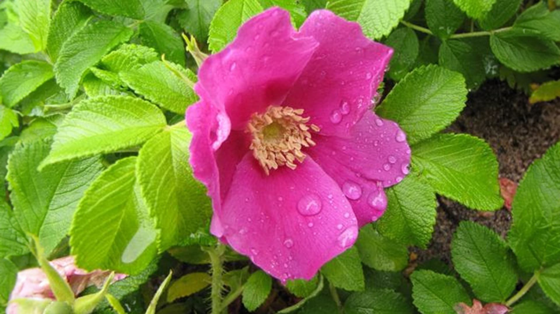 Miten suomalaiset suhtautuvat vieraslajeihin? Turun yliopisto kutsuu vastaamaan kyselyyn