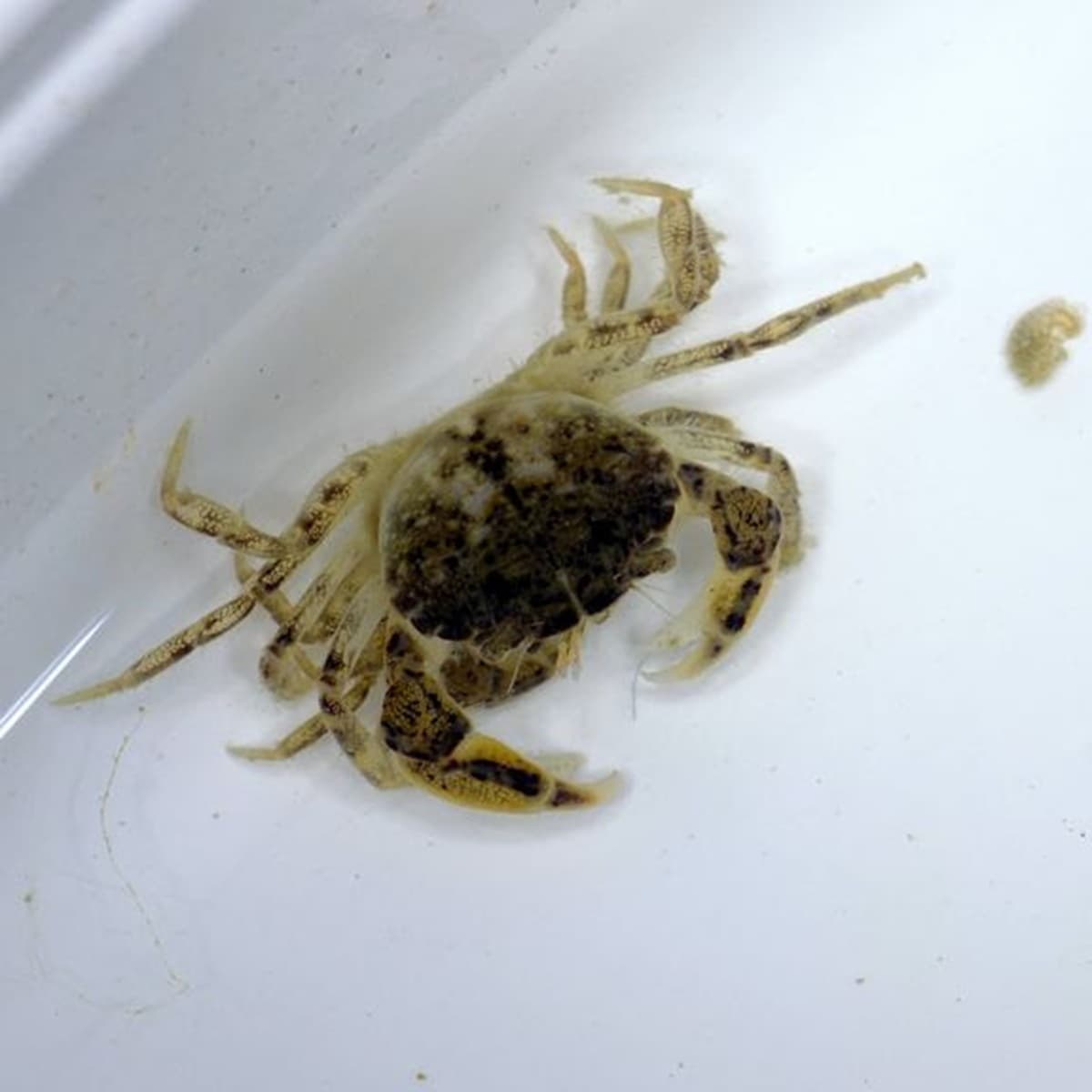 <p data-block-key="l13x7">Liejutaskurapu (Rhithropanopeus harrisii) voi syrjäyttää alkuperäisiä lajeja, tukkia vedenottorakenteita, vahingoittaa kalastusvälineitä ja levittää tauteja. Kuva: Anders Albrecht, CC-BY-NC-4.0.</p>