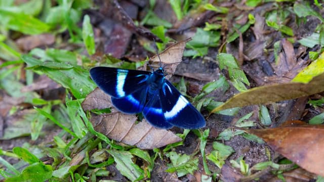Milionia delicatula iNaturalist-yhteisön käyttäjä kaithefishguy CCBY-SA-lisenssi